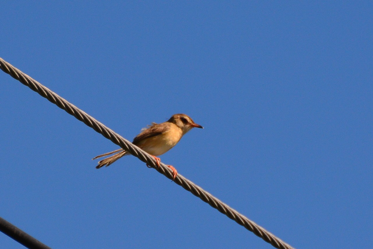 Prinia inornata herberti